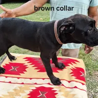 Brown, a female Cane Corso for sale in Ruther Glen, VA – Photo 4 of 10