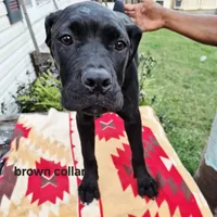 Brown, a female Cane Corso for sale in Ruther Glen, VA – Photo 5 of 10