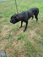 Yellow, a female Cane Corso for sale in Ruther Glen, VA – 3 of 5