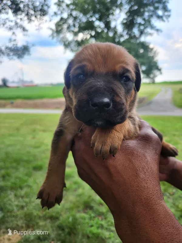 Red collar  – Cane Corso puppy for sale in Ruther Glen, VA