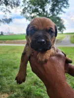 Red collar , a male Cane Corso for sale in Ruther Glen, VA – 1 of 5
