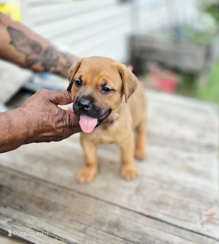 Orange  – Rottweiler, Cane Corso puppy for sale in Ruther Glen, VA