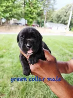 Green collar , a male Cane Corso for sale in Ruther Glen, VA – 3 of 6