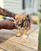 Blue Collar male , a male Cane Corso for sale in Ruther Glen, VA – 1 of 8