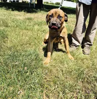 Orange collar2, a male Cane Corso for sale in Ruther Glen, VA – 2 of 8
