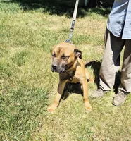 Orange collar2, a male Cane Corso for sale in Ruther Glen, VA – 4 of 8