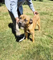 Orange collar2, a male Cane Corso for sale in Ruther Glen, VA – 3 of 8
