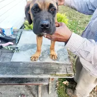 Orange collar2, a male Cane Corso for sale in Ruther Glen, VA – Photo 4 of 7