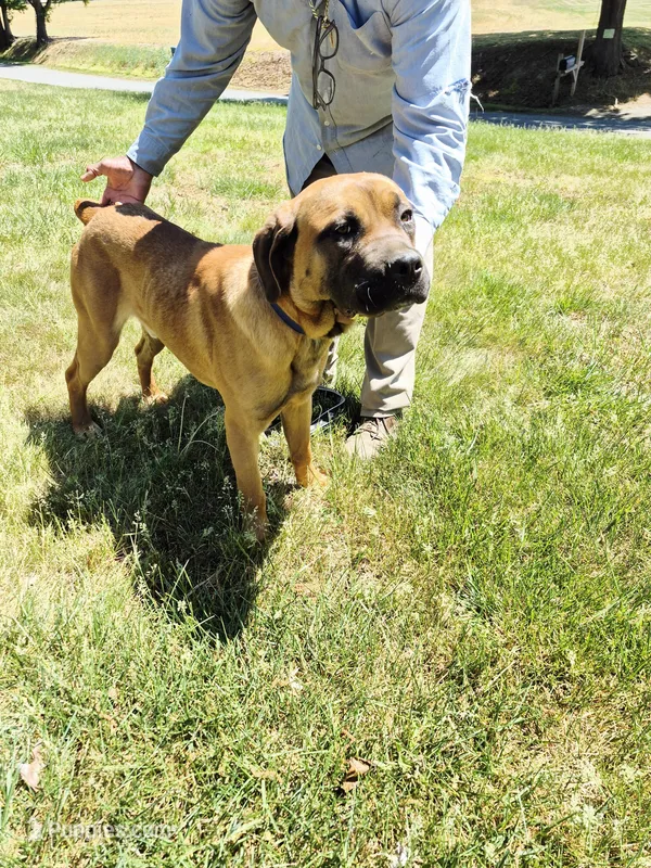 Orange collar2 – Cane Corso puppy for sale in Ruther Glen, VA