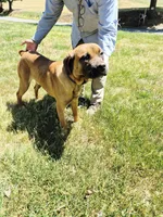 Orange collar2, a male Cane Corso for sale in Ruther Glen, VA – 1 of 8