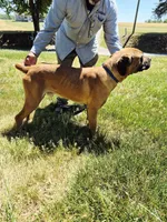 Orange collar2, a male Cane Corso for sale in Ruther Glen, VA – 5 of 8