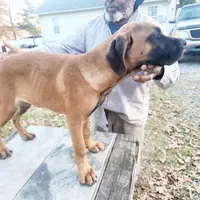 Orange collar2, a male Cane Corso for sale in Ruther Glen, VA – Photo 7 of 7