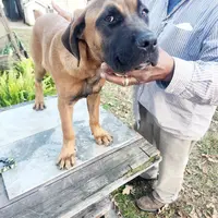 Orange collar2, a male Cane Corso for sale in Ruther Glen, VA – Photo 5 of 7