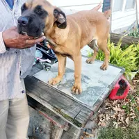Orange collar2, a male Cane Corso for sale in Ruther Glen, VA – Photo 3 of 7