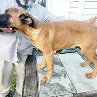 Orange collar2, a male Cane Corso for sale in Ruther Glen, VA – Photo 2 of 7