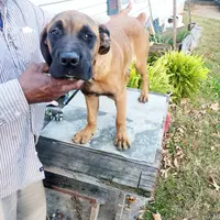 Orange collar2, a male Cane Corso for sale in Ruther Glen, VA – Photo 6 of 7