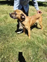 Orange collar2, a male Cane Corso for sale in Ruther Glen, VA – 8 of 8