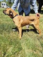 Orange collar2, a male Cane Corso for sale in Ruther Glen, VA – 6 of 8