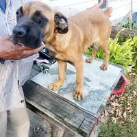 Orange collar2, a male Cane Corso for sale in Ruther Glen, VA – Photo 1 of 7