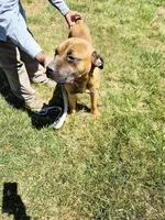 Orange collar2, a male Cane Corso for sale in Ruther Glen, VA – 7 of 8