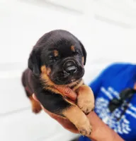 White , a male Rottweiler and Cane Corso for sale in Ruther Glen, VA – 4 of 5