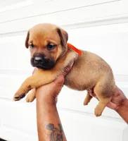 Orange , a female Rottweiler and Cane Corso for sale in Ruther Glen, VA – 2 of 6