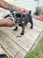 Pink collar , a female Cane Corso for sale in Ruther Glen, VA – 2 of 6
