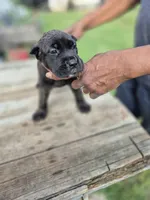 Pink collar , a female Cane Corso for sale in Ruther Glen, VA – 6 of 6