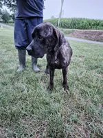 Aries, a male Cane Corso for sale in Ruther Glen, VA – 5 of 6