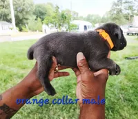 Orange collar, a male Cane Corso for sale in Ruther Glen, VA – 3 of 6