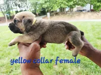 Yellow collar female , a female Cane Corso for sale in Ruther Glen, VA – 4 of 7