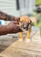 Blue Collar male , a male Cane Corso for sale in Ruther Glen, VA – 8 of 8