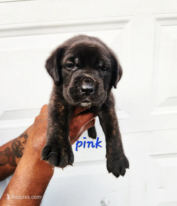 Pink collar  – Cane Corso puppy for sale in Ruther Glen, VA