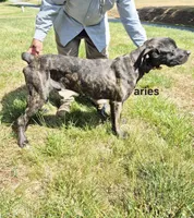 Aries, a male Cane Corso for sale in Ruther Glen, VA – Photo 6 of 8