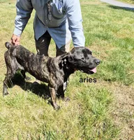 Aries, a male Cane Corso for sale in Ruther Glen, VA – Photo 7 of 8