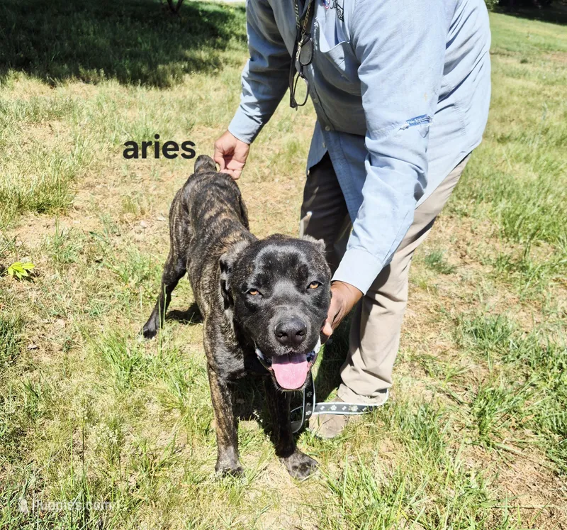Aries – Cane Corso puppy for sale in Ruther Glen, VA