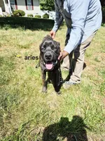 Aries, a male Cane Corso for sale in Ruther Glen, VA – Photo 8 of 8