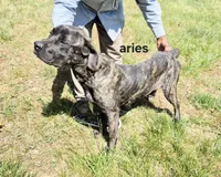 Aries, a male Cane Corso for sale in Ruther Glen, VA – Photo 2 of 8