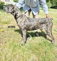 Aries, a male Cane Corso for sale in Ruther Glen, VA – Photo 5 of 8