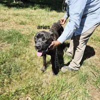Aries, a male Cane Corso for sale in Ruther Glen, VA – Photo 4 of 8