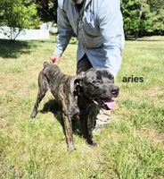 Aries, a male Cane Corso for sale in Ruther Glen, VA – Photo 3 of 8