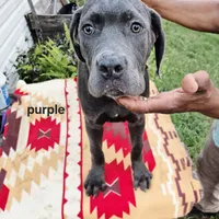Purple, a female Cane Corso for sale in Ruther Glen, VA – Photo 5 of 7