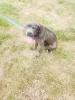 Purple, a female Cane Corso for sale in Ruther Glen, VA – 2 of 5