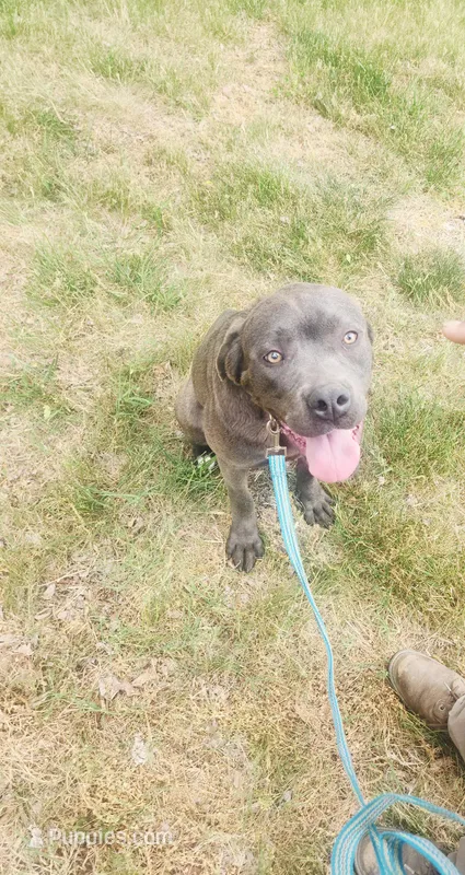 Purple – Cane Corso puppy for sale in Ruther Glen, VA