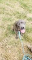 Purple, a female Cane Corso for sale in Ruther Glen, VA – 1 of 5