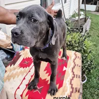 Purple, a female Cane Corso for sale in Ruther Glen, VA – Photo 2 of 7