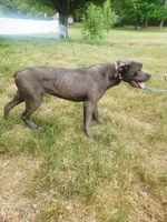 Purple, a female Cane Corso for sale in Ruther Glen, VA – 5 of 5