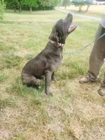 Purple, a female Cane Corso for sale in Ruther Glen, VA – 4 of 5