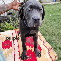 Purple, a female Cane Corso for sale in Ruther Glen, VA – Photo 1 of 7