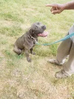 Purple, a female Cane Corso for sale in Ruther Glen, VA – 3 of 5